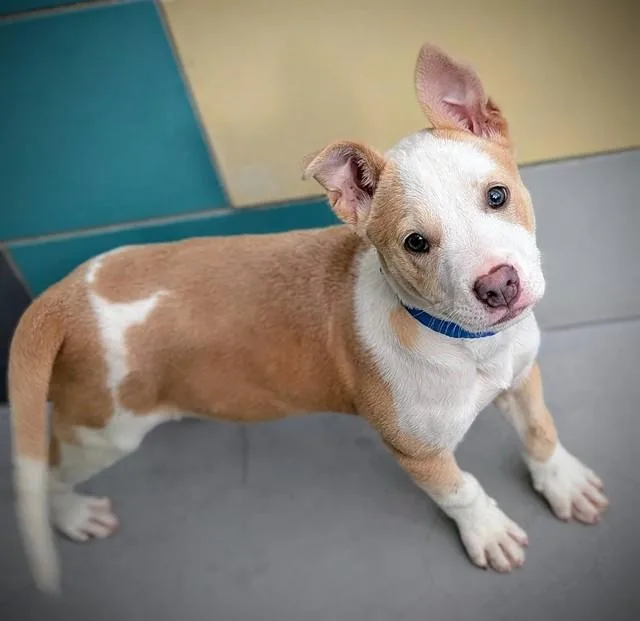 A young small-sized male Pit Bull Terrier dog named Tano for adoption in Thousand Palms, CA