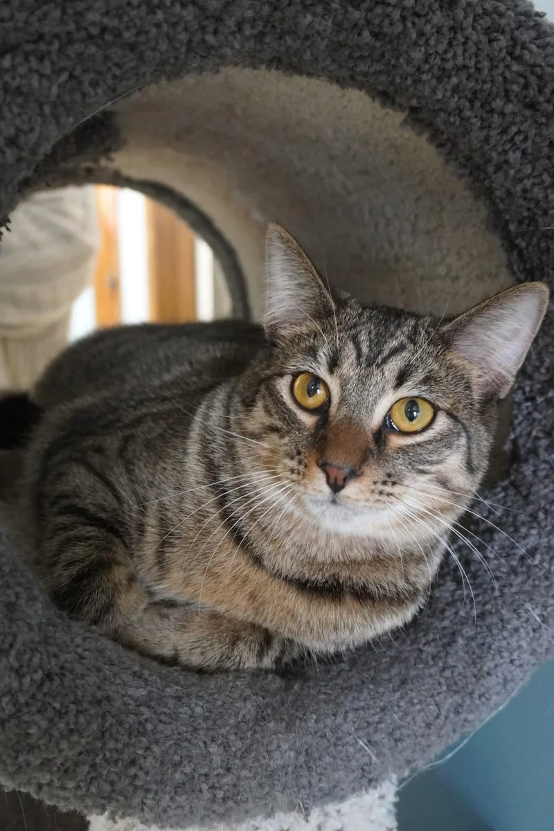 An adult medium-sized male Domestic Short Hair cat named Tibbs for adoption in Champaign, IL