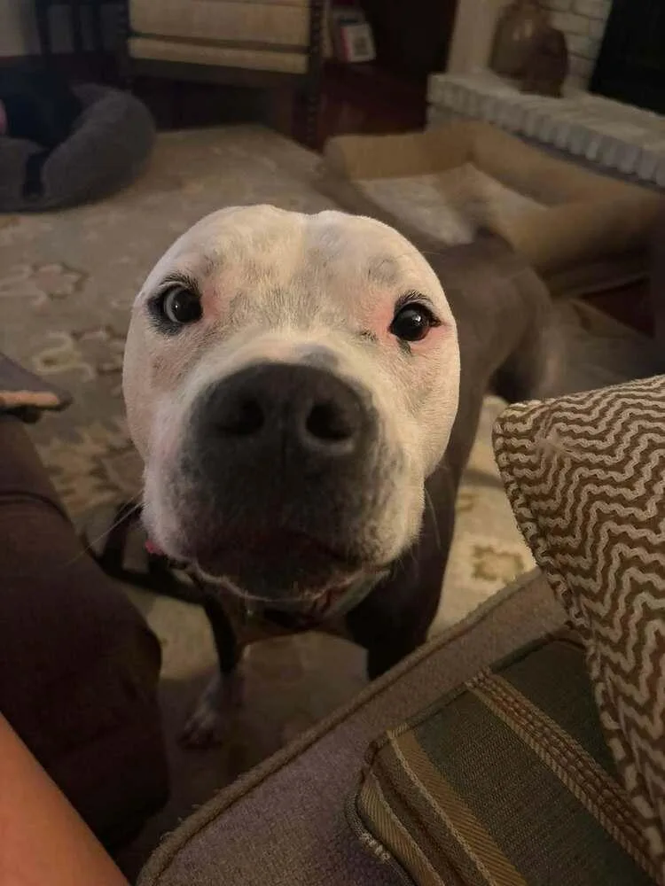 A young medium-sized male Gray / Blue / Silver Pit Bull Terrier dog named Duke for adoption in Columbus, OH