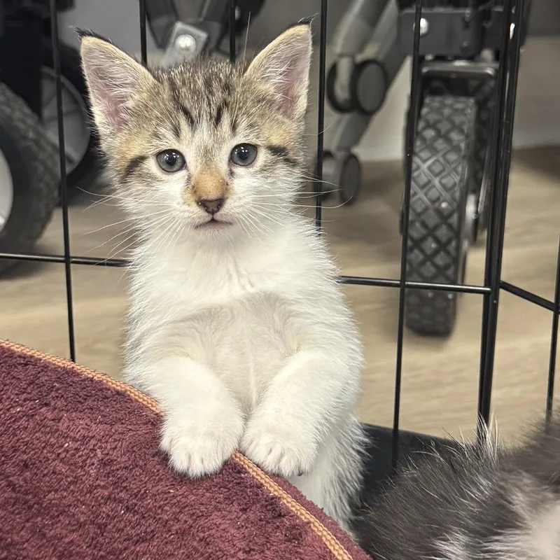 A baby small-sized male Gray / Blue / Silver Domestic Short Hair cat named Bear for adoption in Waco, TX