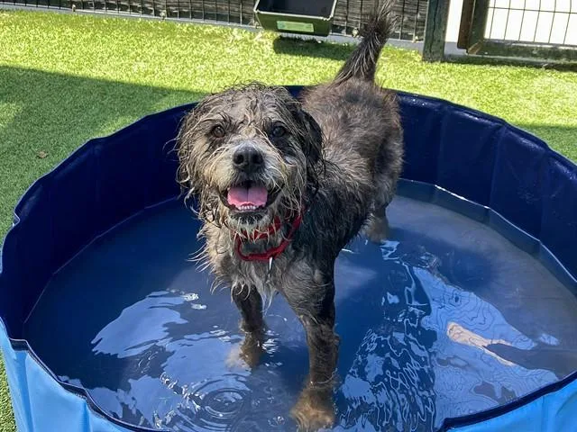 An adult large-sized female Cairn Terrier dog named Cheri for adoption in Tustin, CA