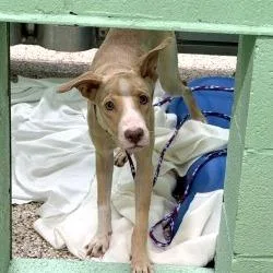A baby small-sized female Whippet dog named Dog for adoption in Bullhead City, AZ
