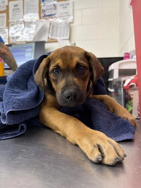 A baby small-sized male German Shepherd Dog dog named Lawrence for adoption in San Bernardino, CA