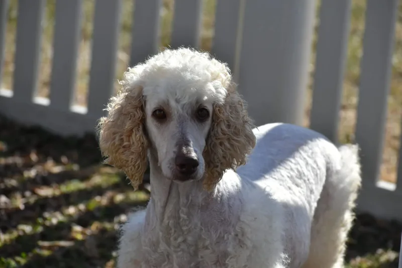 Cat Woman thumbnail 2