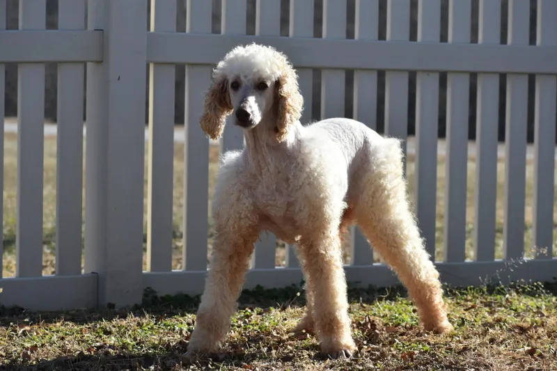 Cat Woman thumbnail 3