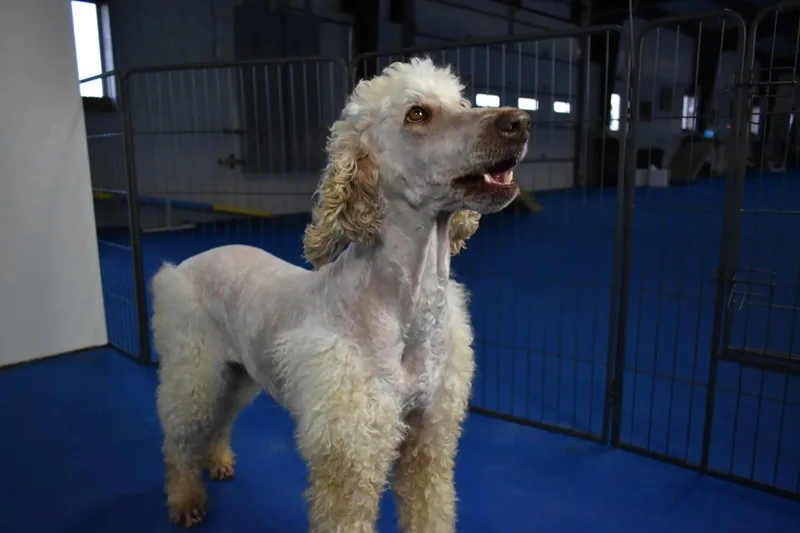 Cat Woman thumbnail 4