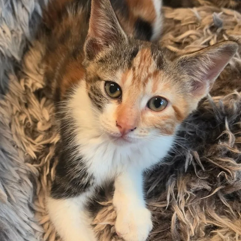 A baby medium-sized female Calico Domestic Short Hair cat named Serrano for adoption in Warr Acres, OK