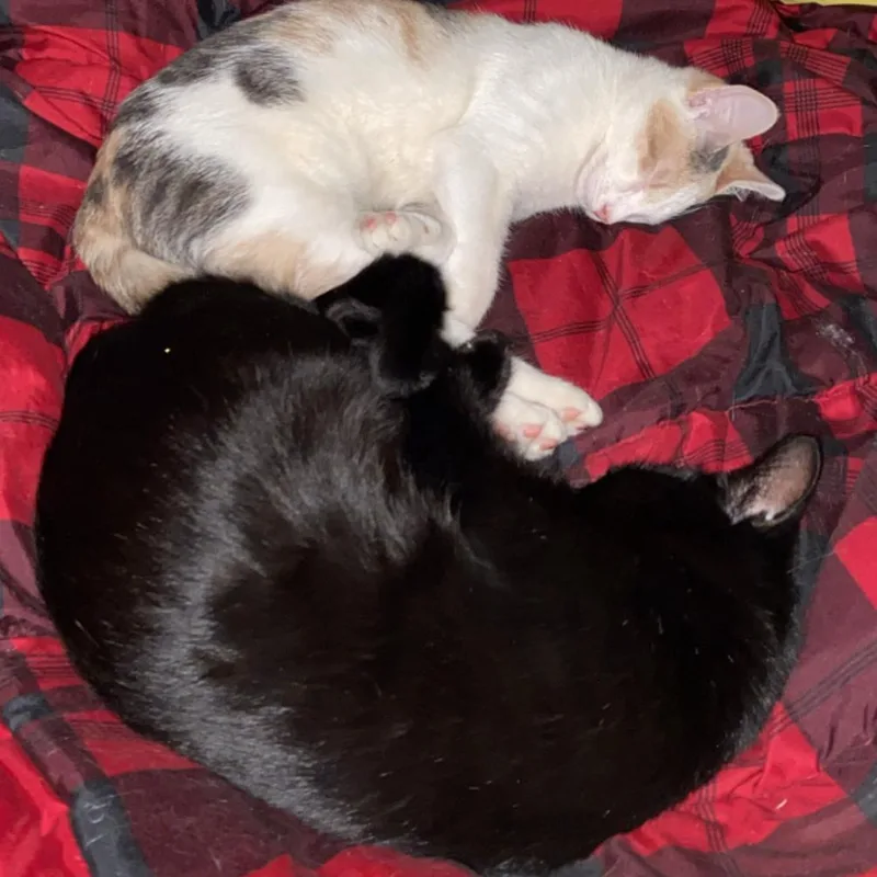 An adult medium-sized female Black Domestic Short Hair cat named Bella for adoption in Chicago, IL