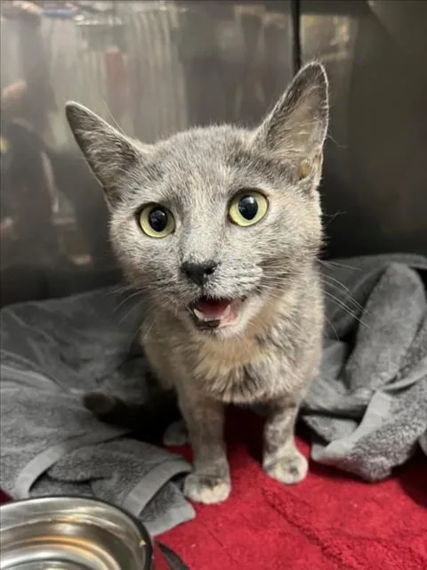 A young medium-sized female Domestic Short Hair cat named A for adoption in Woodland, CA