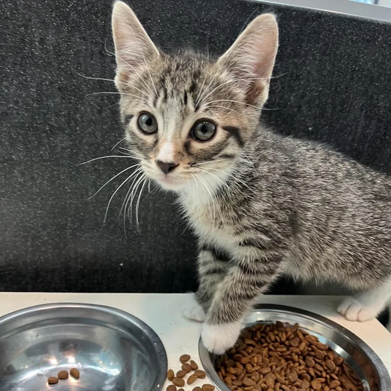 A baby small-sized male Brown / Chocolate Domestic Short Hair cat named Zip for adoption in Hawthorne, CA