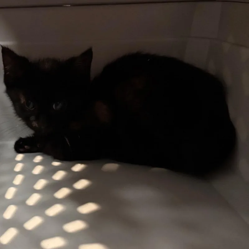 A baby small-sized male Black Domestic Short Hair cat named Salem for adoption in Allentown, PA