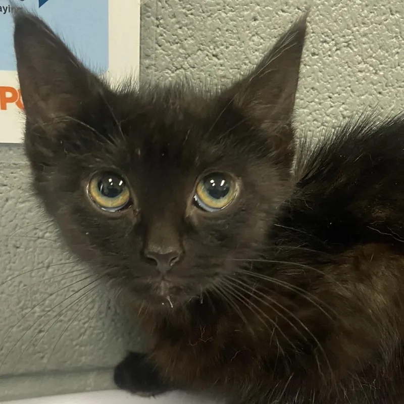 Salem thumbnail 2