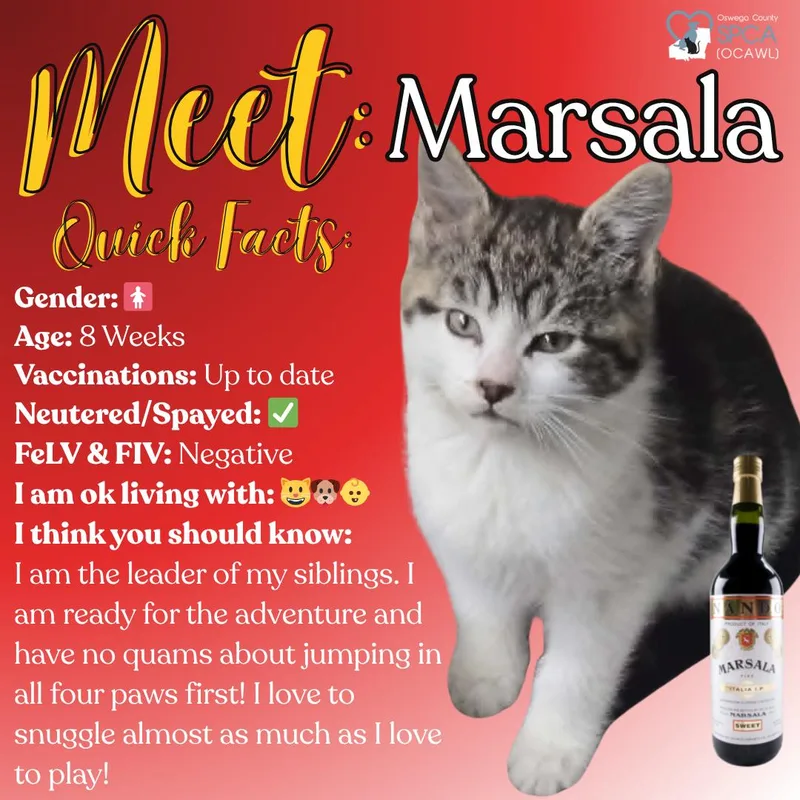 Marsala thumbnail 4