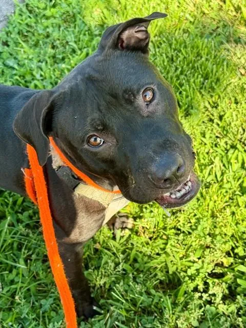 A young medium-sized male Terrier dog named Torque for adoption in Olivette, MO