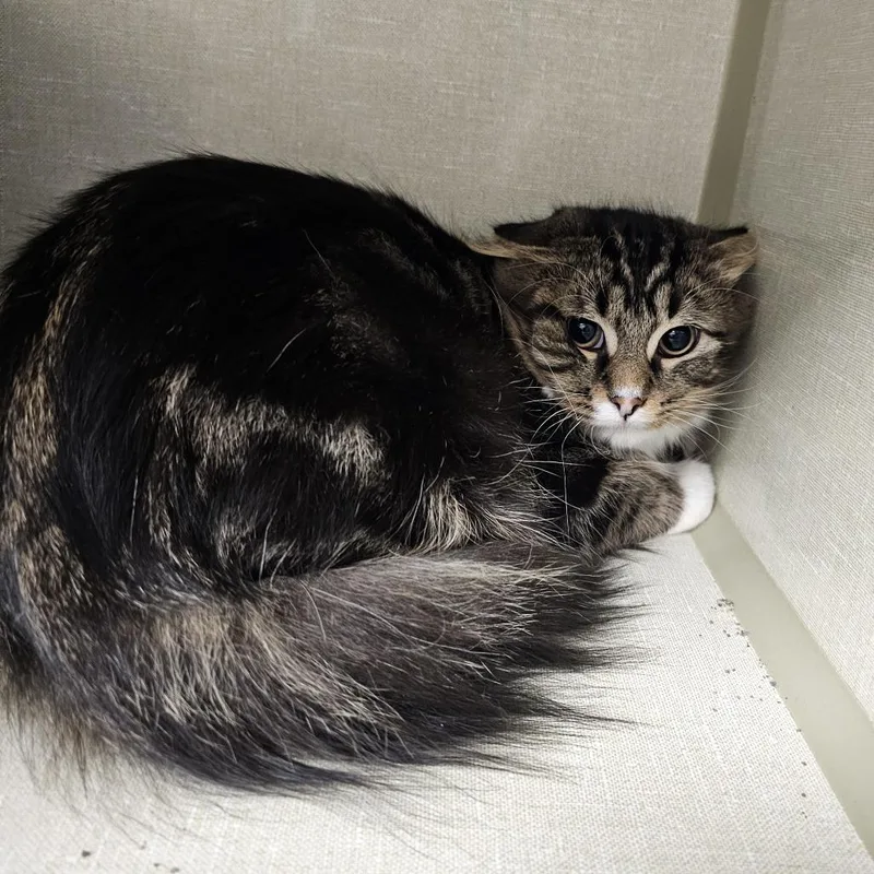 A young medium-sized male Brown / Chocolate Domestic Long Hair cat named Baby for adoption in Monroe, MI