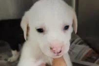 A baby medium-sized male Mixed Breed dog named Ghost for adoption in West Chester, PA