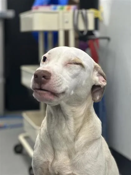 An adult medium-sized female Mixed Breed dog named Glitter for adoption in West Chester, PA