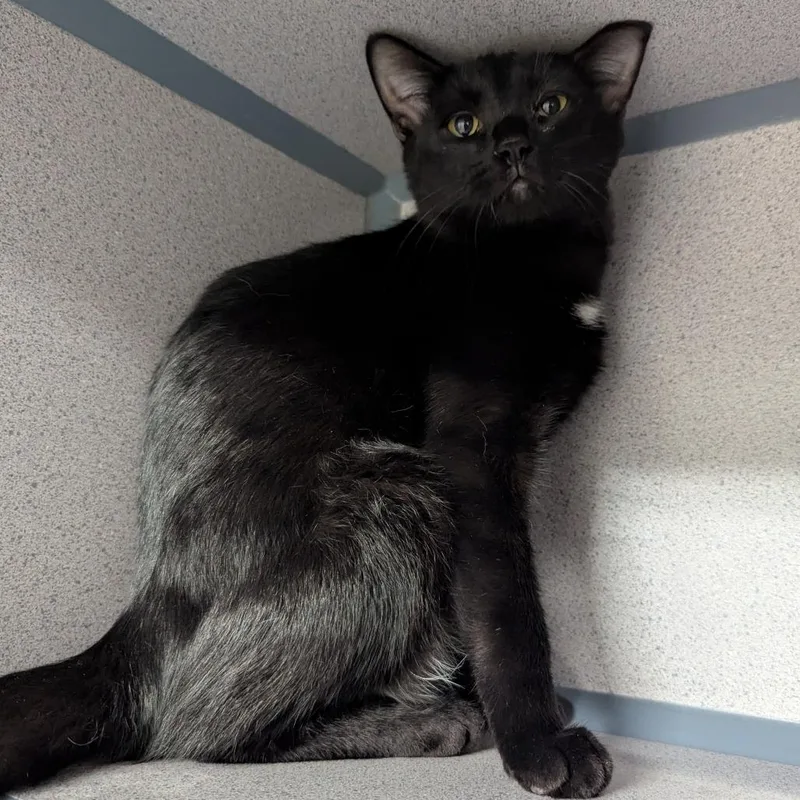 A baby small-sized male Domestic Short Hair cat named Midnight for adoption in Evansville, IN