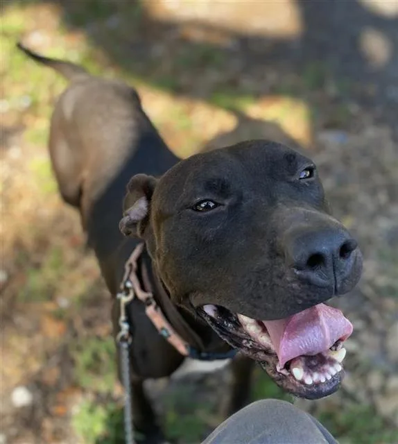 An adult large-sized male Mixed Breed dog named Picasso for adoption in Palmetto, FL