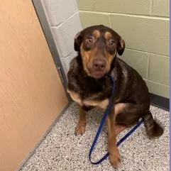 An adult medium-sized female Brown / Chocolate Labrador Retriever dog named Chloe for adoption in Cedar Rapids, IA