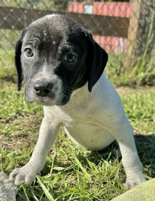 A baby large-sized female American Bulldog dog named Diva for adoption in Tarrytown, GA