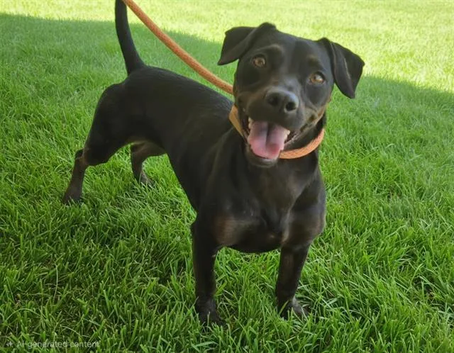 An adult medium-sized female Patterdale Terrier / Fell Terrier dog named Luna for adoption in Albuquerque, NM