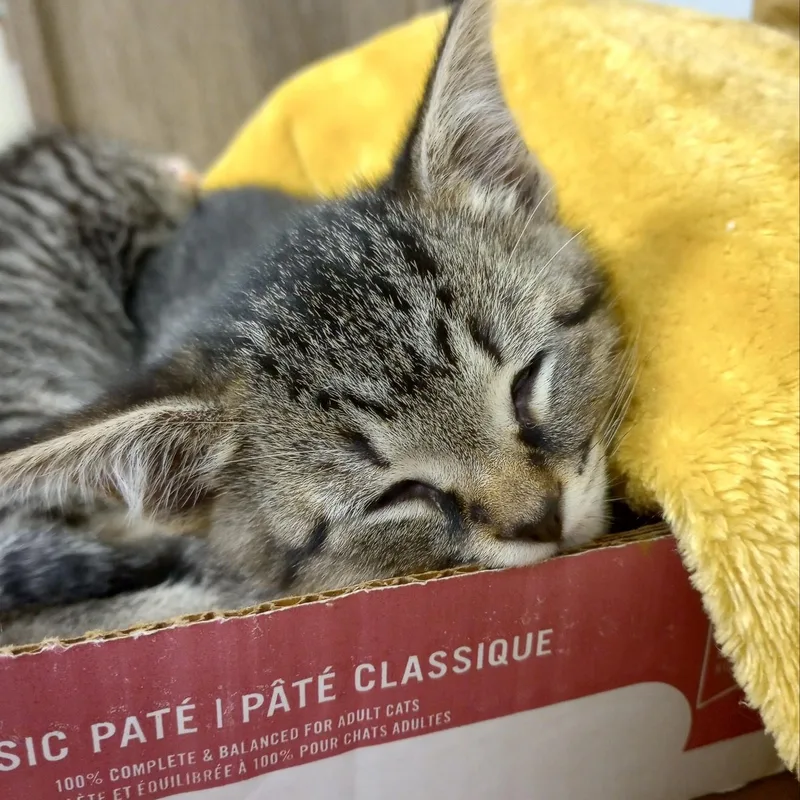 A baby medium-sized male Tabby (Gray / Blue / Silver) Domestic Short Hair cat named Clive for adoption in Charleston, SC