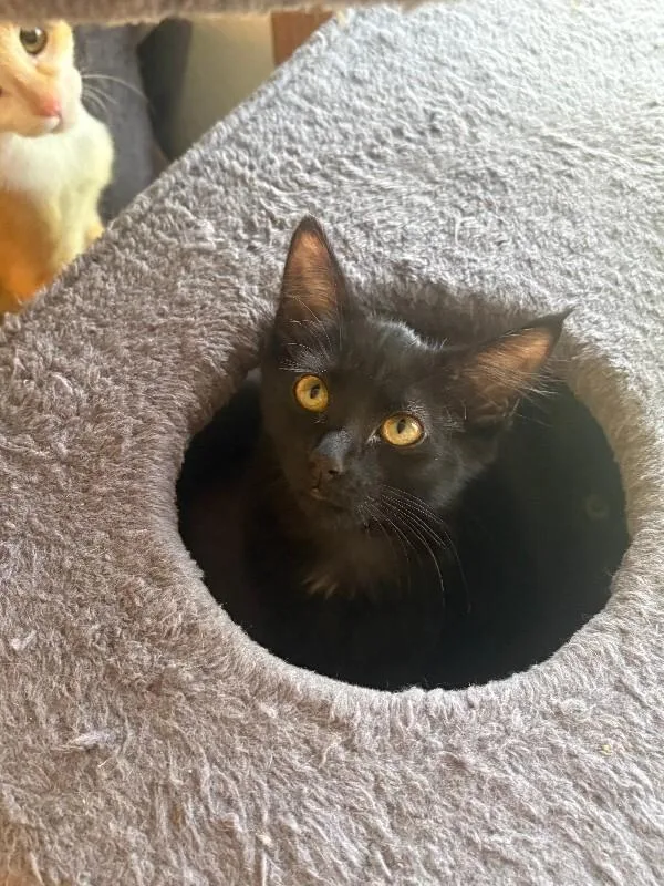 A young medium-sized female Black Domestic Long Hair cat named Ivy for adoption in Fort Collins, CO