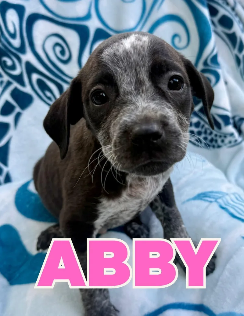 Abby