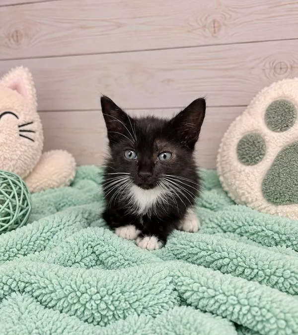 A baby small-sized male Domestic Short Hair cat named Biscuit for adoption in Lafayette, LA
