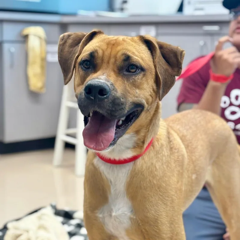 An adult medium-sized male Yellow / Tan / Blond / Fawn Mixed Breed dog named Slim Jim for adoption in Mebane, NC