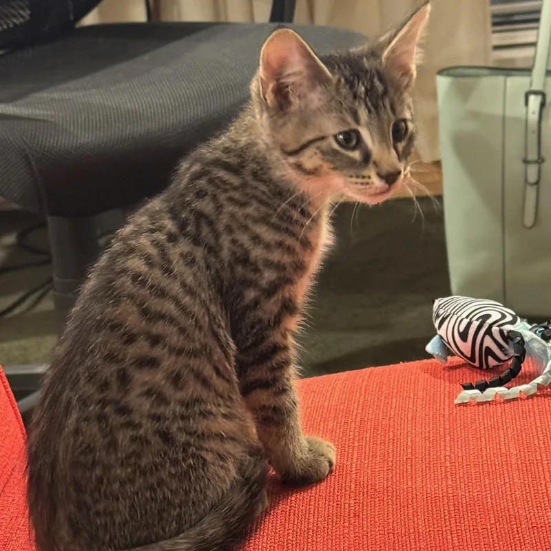 A baby medium-sized female Tabby (Buff / Tan / Fawn) Domestic Short Hair cat named Sushi for adoption in Warrior, AL