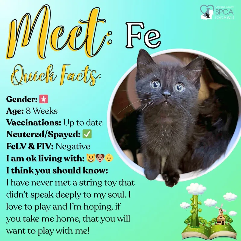 A baby medium-sized female Domestic Short Hair cat named Fe for adoption in Fulton, NY