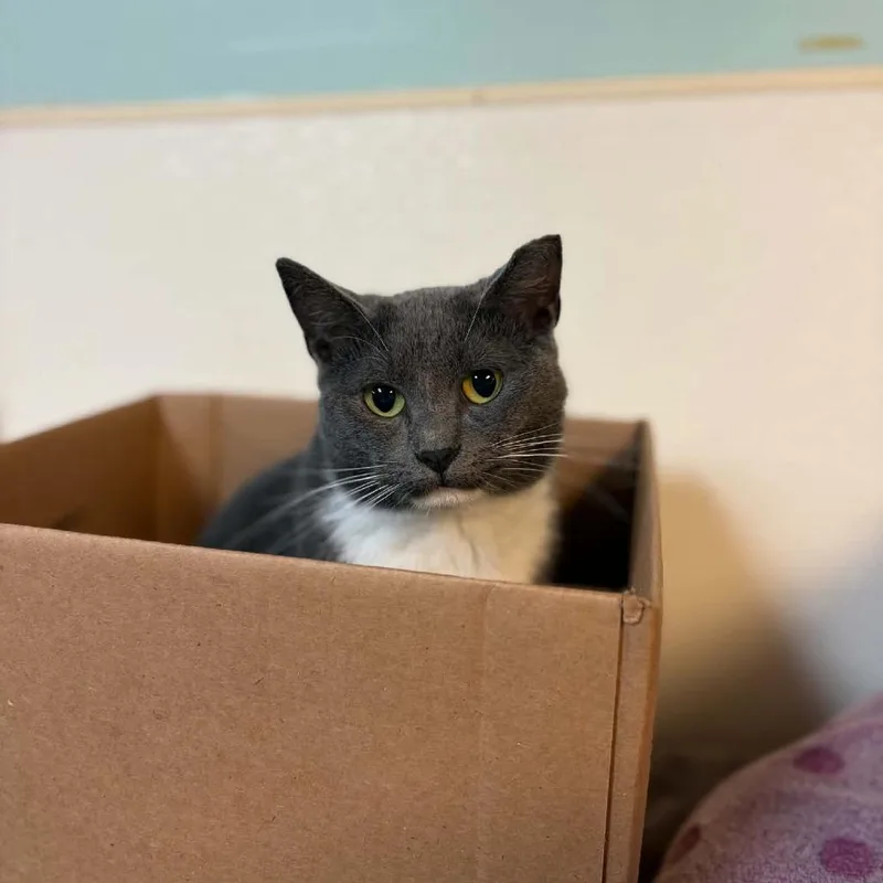 An adult medium-sized male Gray / Blue / Silver Domestic Short Hair cat named Bob for adoption in Milan, IL