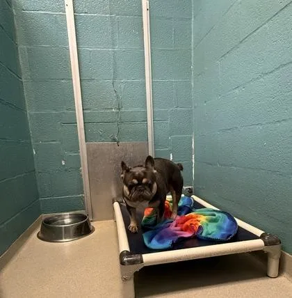 An adult small-sized male French Bulldog dog named Winston for adoption in Fallston, MD
