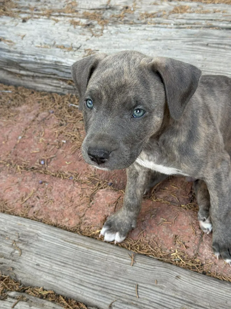A baby small-sized male Pit Bull Terrier dog named Louie for adoption in Albuquerque, NM