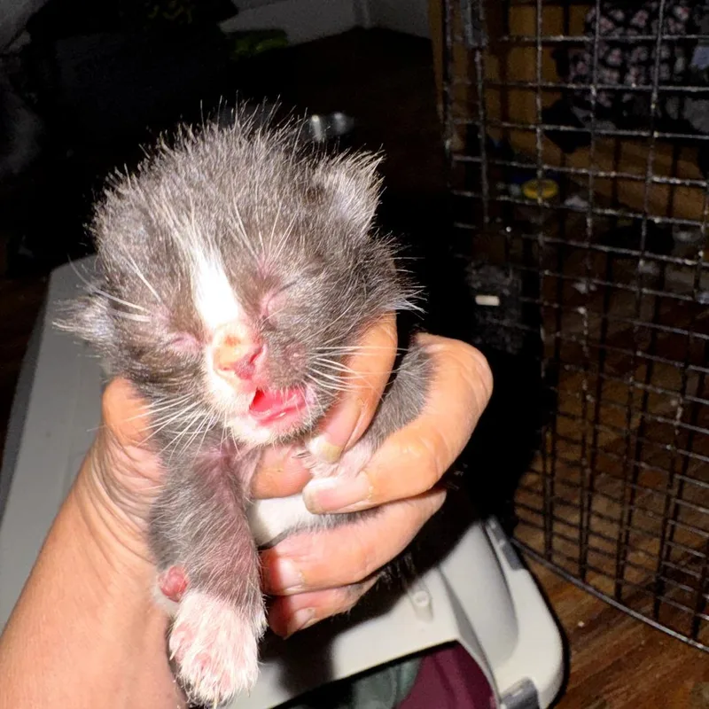 A baby small-sized female Black Domestic Medium Hair cat named Candy Callie for adoption in West Plains, MO