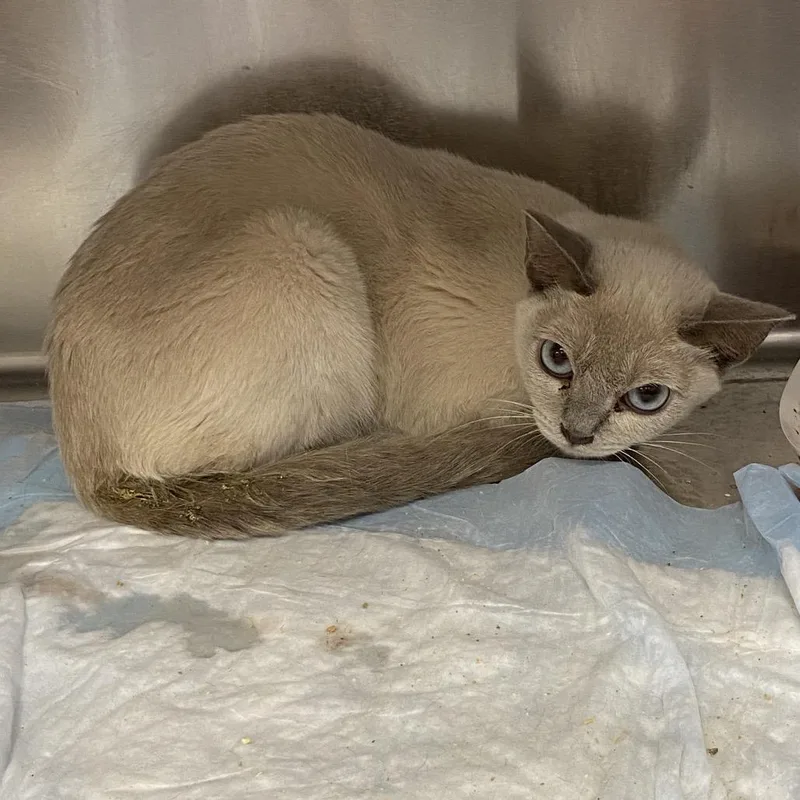 An adult small-sized male Lilac Point Burmese cat named Winston for adoption in Westminster, CA