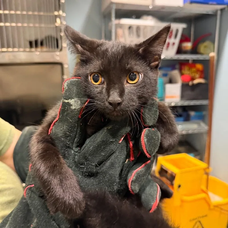 A baby medium-sized male Black Domestic Short Hair cat named Ham for adoption in Chattanooga, TN