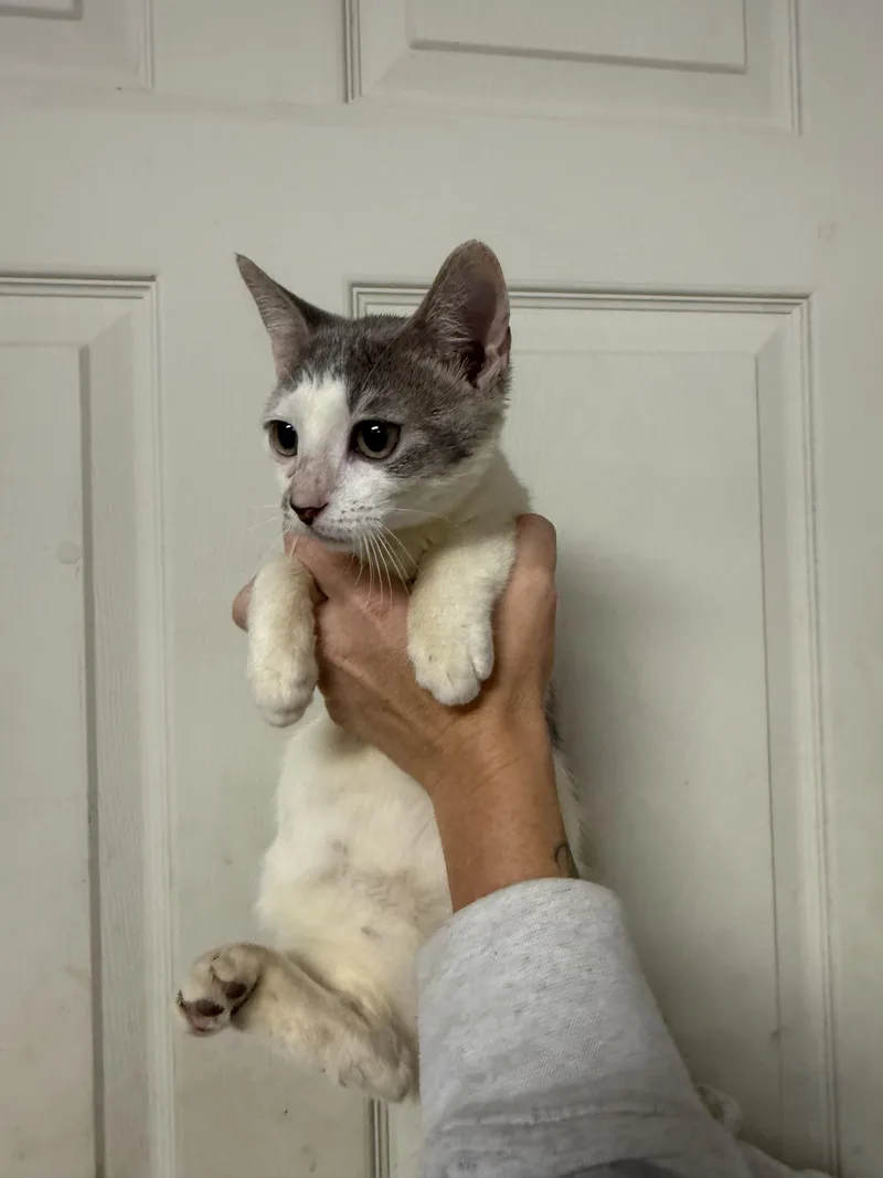 A baby medium-sized female Gray & White Domestic Short Hair cat named Scuttle for adoption in Columbia, SC