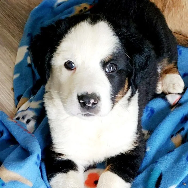 A baby medium-sized male Hound dog named Petey for adoption in Albany, NY