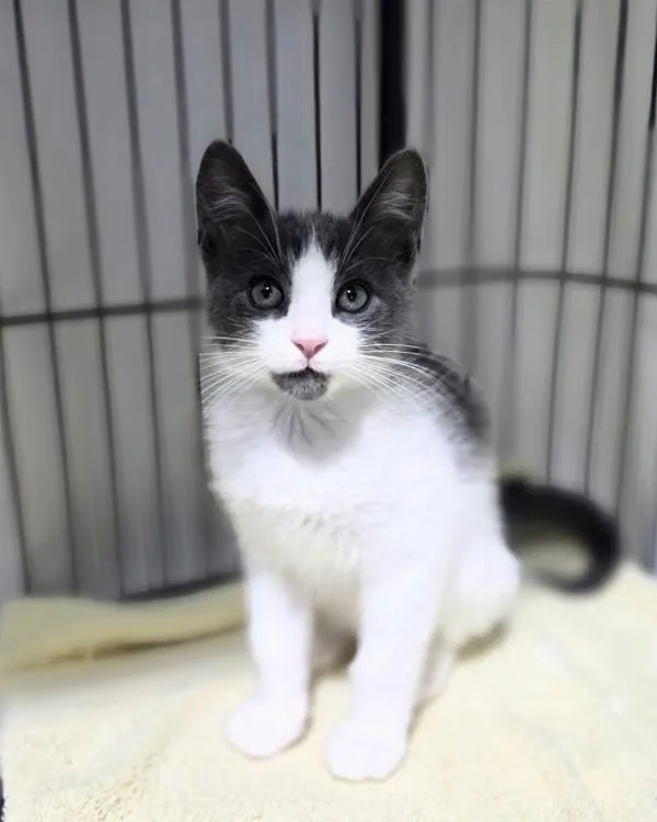 A baby small-sized male Domestic Short Hair cat named Presto for adoption in Novato, CA