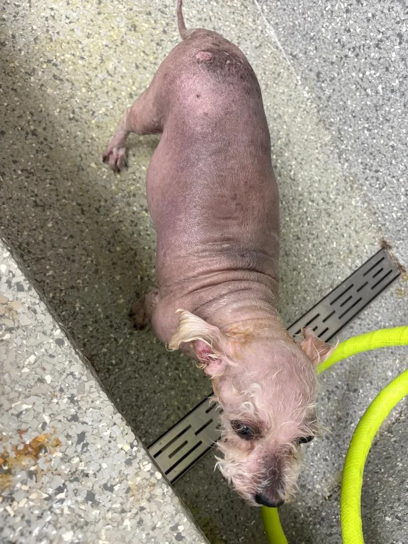 Brittany thumbnail 2