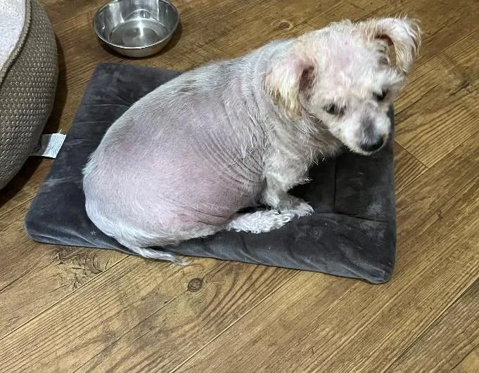 Brittany thumbnail 3