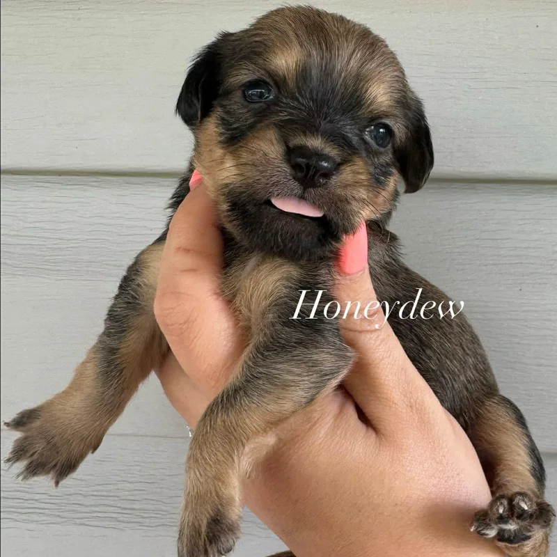 A baby small-sized female Bicolor Shih Tzu dog named Honeydew for adoption in Crosby, TX