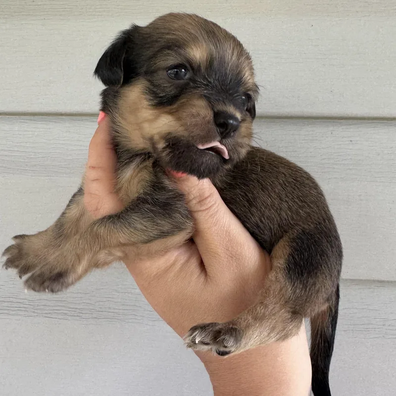 Honeydew thumbnail 3