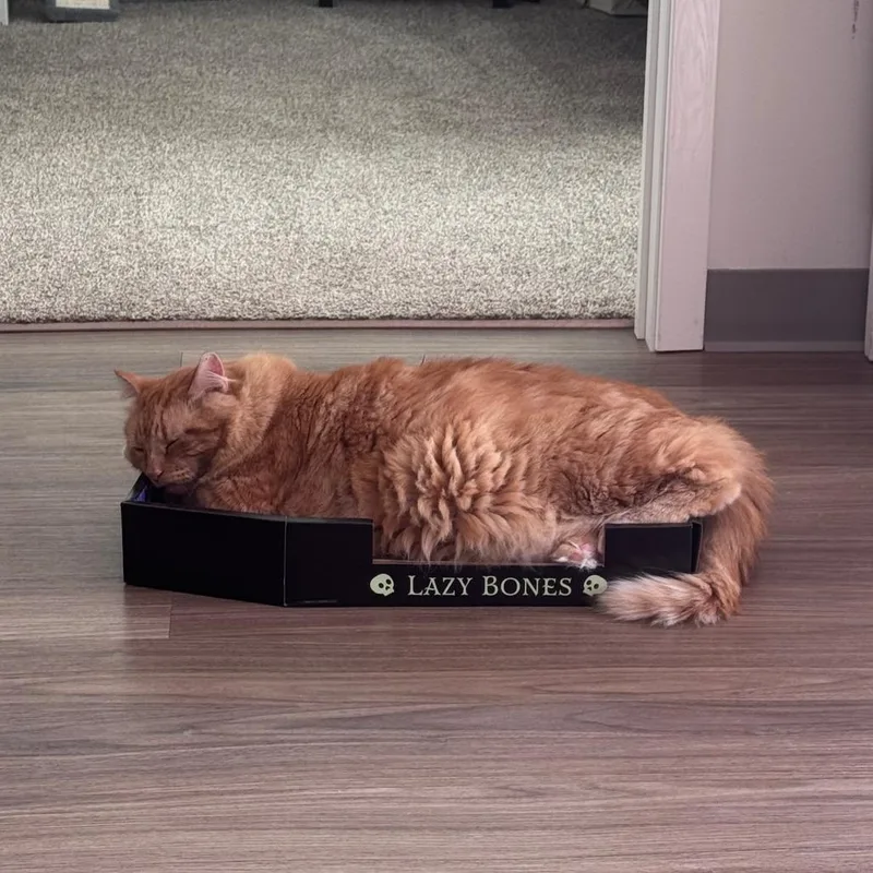 An adult small-sized male Orange / Red Domestic Long Hair cat named Lasagna for adoption in Saint Paul, MN