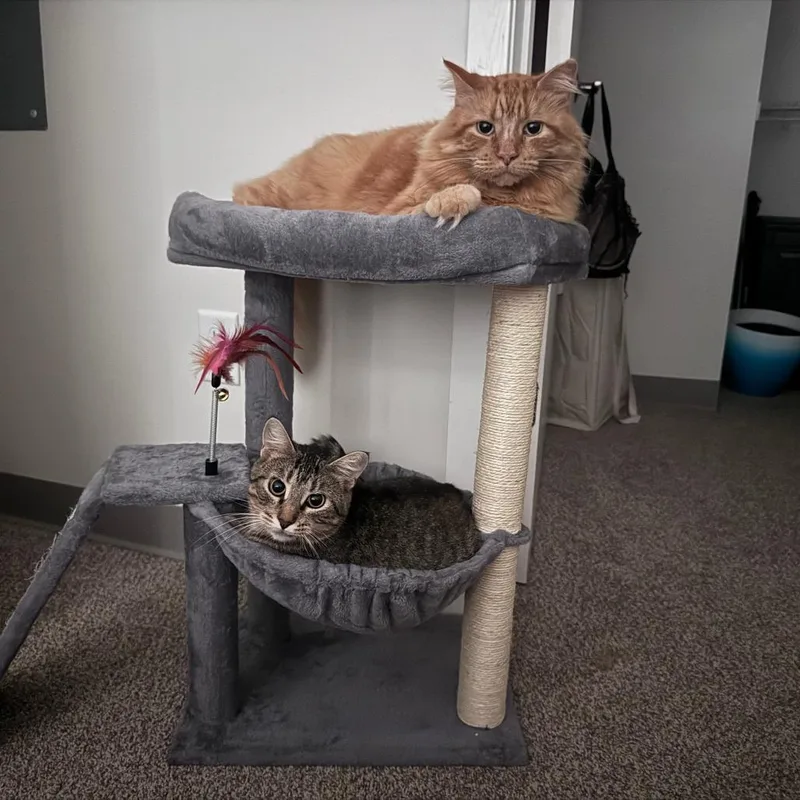 Lasagna thumbnail 6
