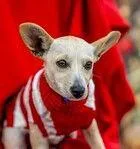 Toffee D thumbnail 2