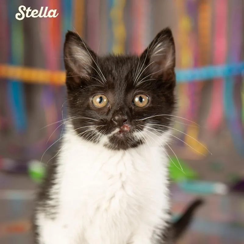 Stella thumbnail 4